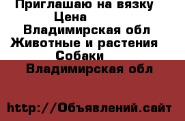 Приглашаю на вязку › Цена ­ 100 - Владимирская обл. Животные и растения » Собаки   . Владимирская обл.